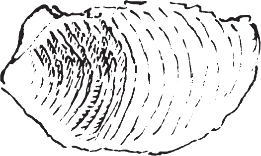 Figure 11.16. Fossil shell impression