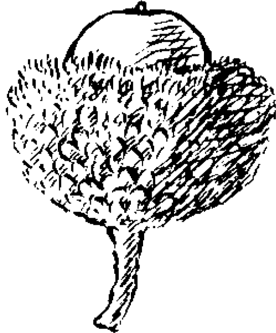 Figure 5.1. Quercus macrocarpa acorn.