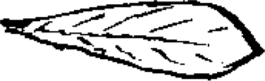 Figure 5.2. Pawpaw leaf.