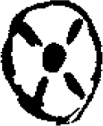Figure 5.4. Cross section of Bignonia crucigera (now Doxana capreolata) seedpod.