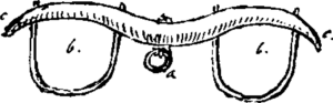 Figure 5.10. Oxen yoke: “‘c’ is the yoke. The tongue of the wagon fastened in ‘a,’ and ‘b’ are the wooden bows placed around the necks and on which the oxen pull.”