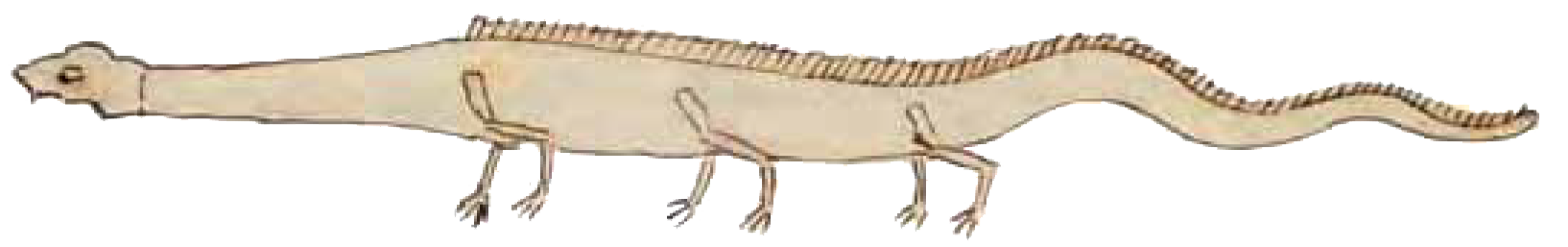 Figure 5.14 “Animal of Stronsa, 55 feet long.”
