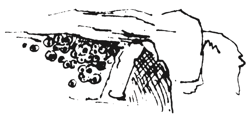 Figure 8.10. Cliff swallow.