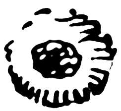 Figure 8.20. Cliff swallow nest.