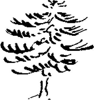 Figure 2.8. Pine tree (Pinus strobus).
