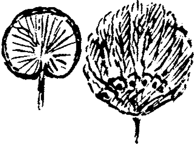Figure 2.19 Fans.