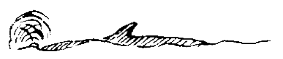 Figure 1.19. Whales.